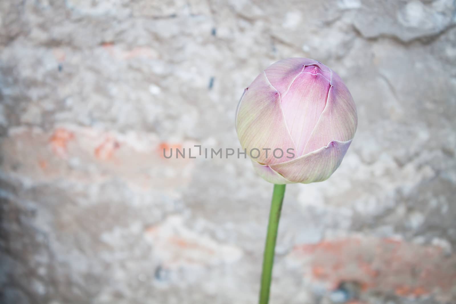 Pink lotus bud with vintage background