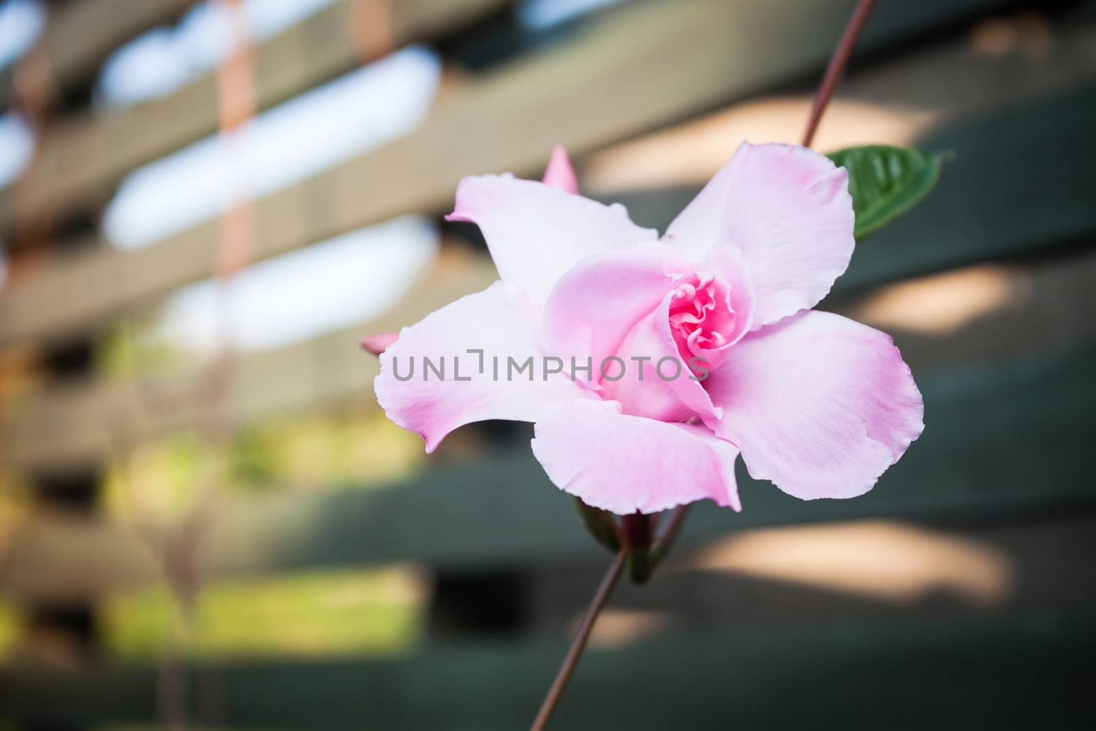 Close up pink rose dipladenia in home garden