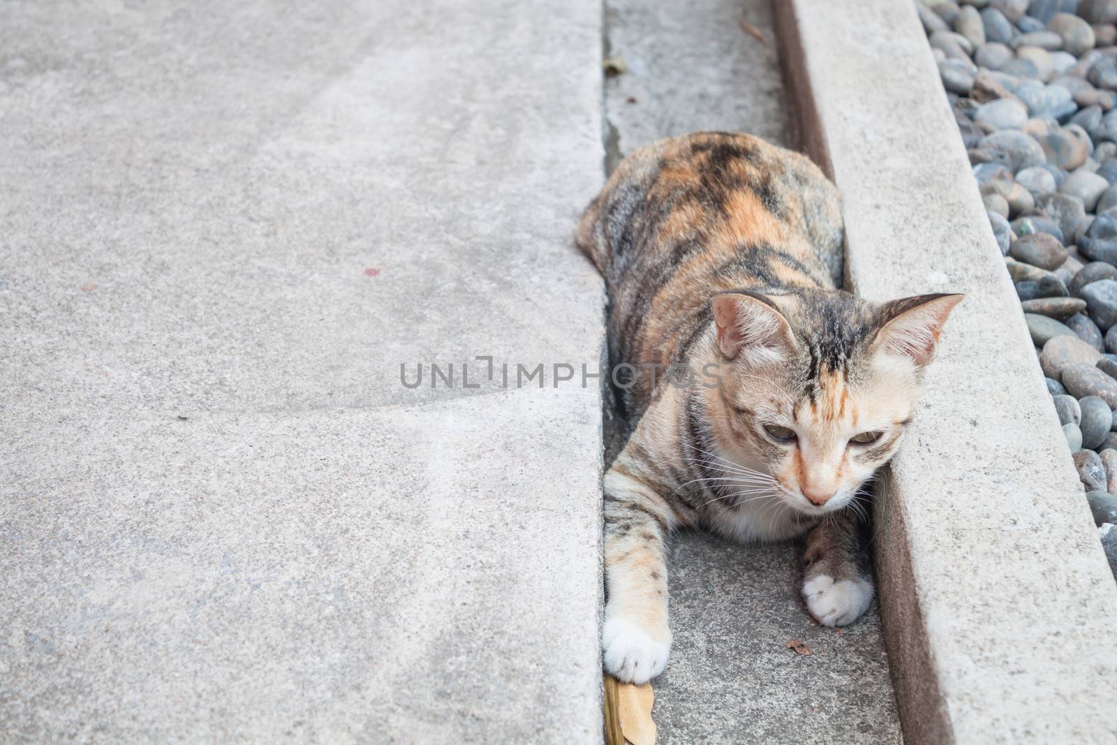 Siamese cat laying down in home garden