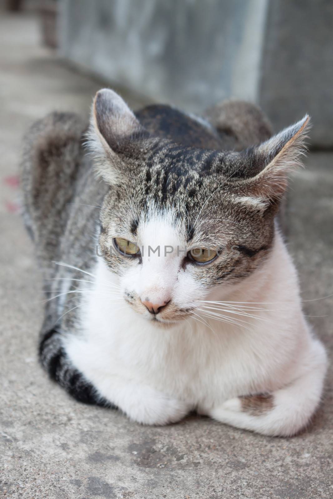 Siamese cat laying down in home garden