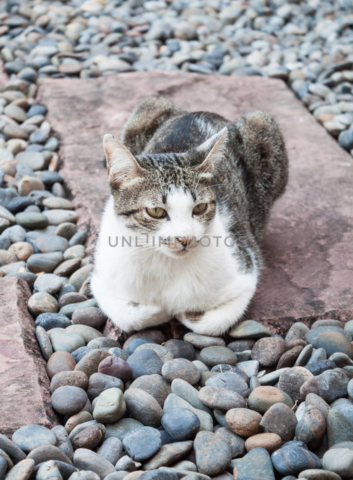 Siamese cat laying down in home garden