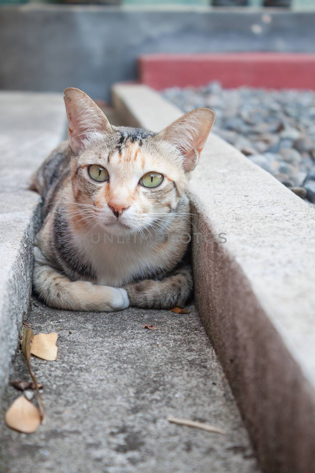 Siamese cat looking  camera by punsayaporn