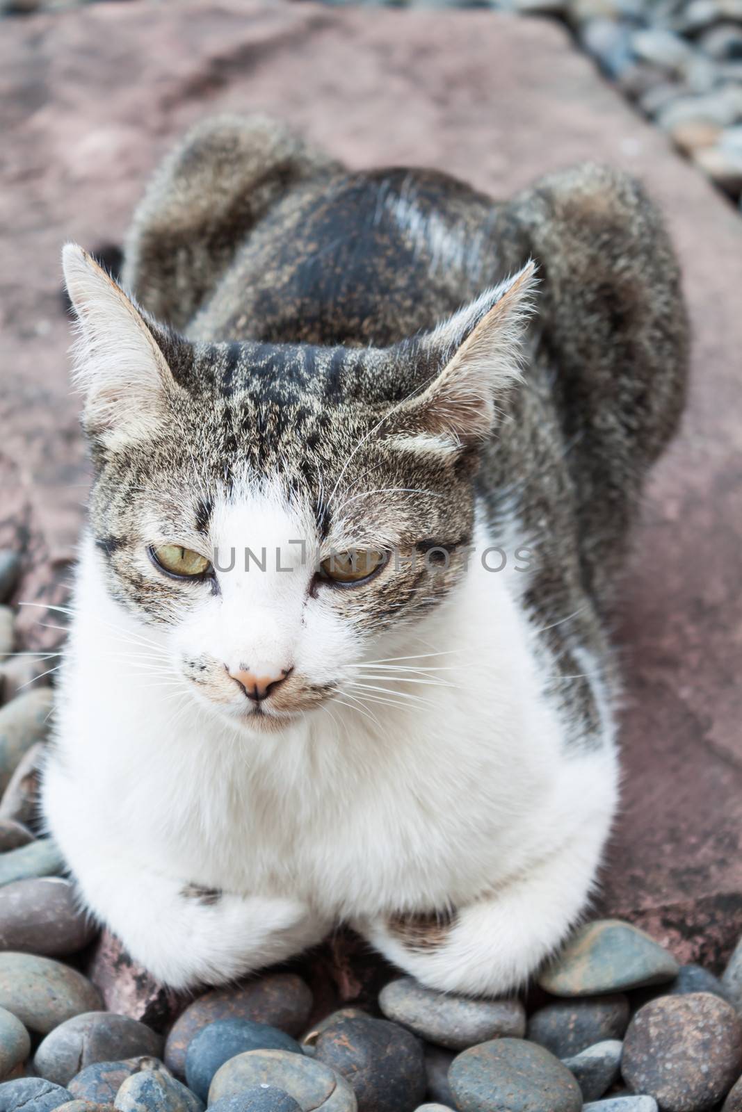 Siamese cat laying down in home garden