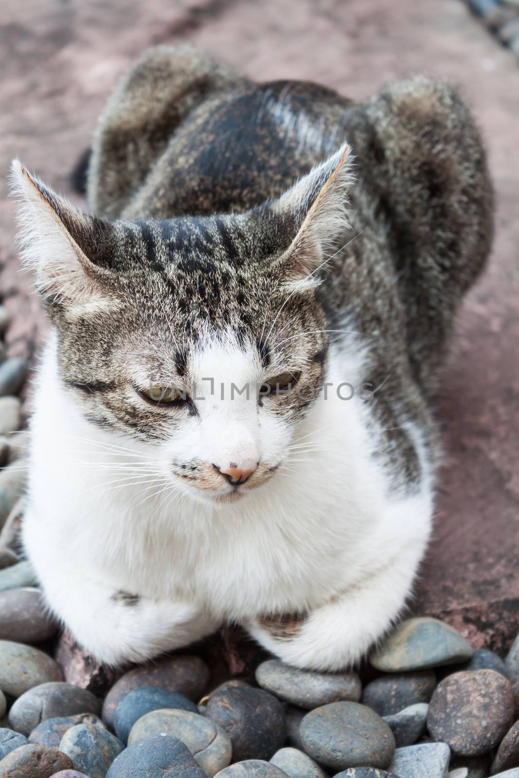 Siamese cat relaxing by punsayaporn