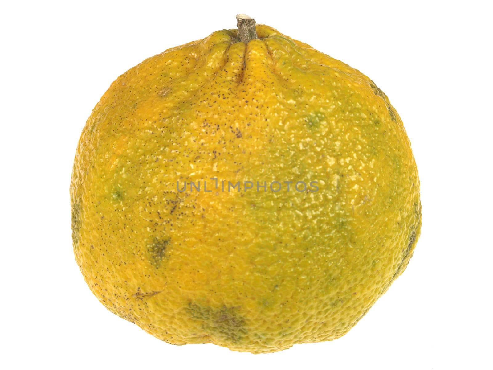 Ugli Fruit