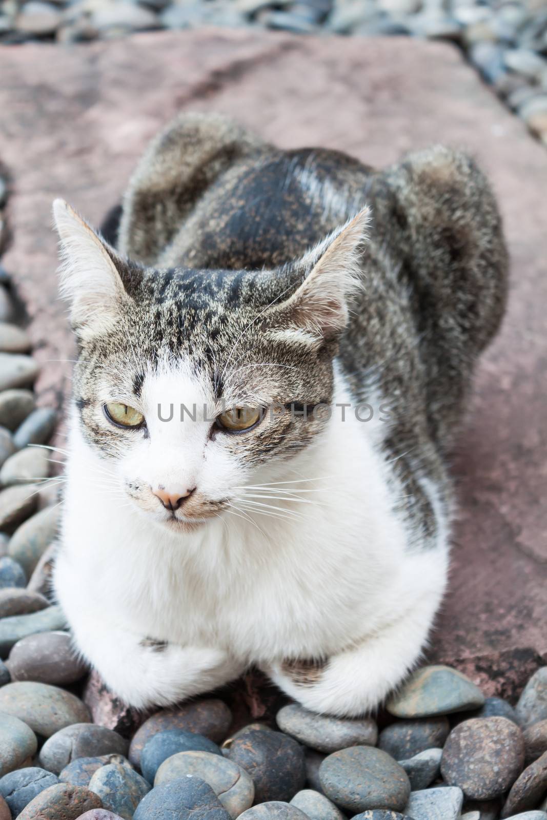 Siamese cat laying down in home garden