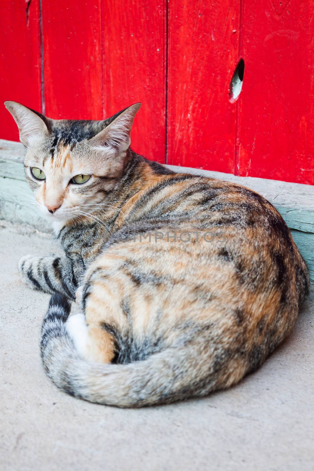 Siamese cat laying down in home garden