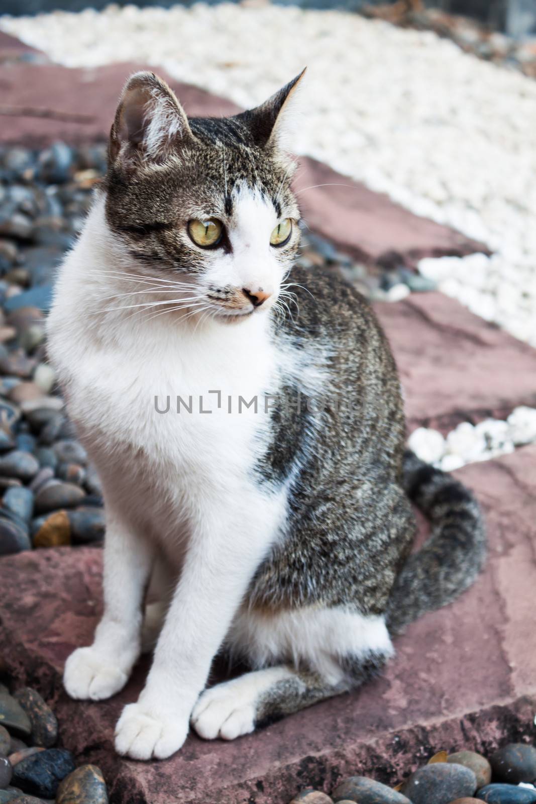 Siamese cat sitting on the rock in home garden