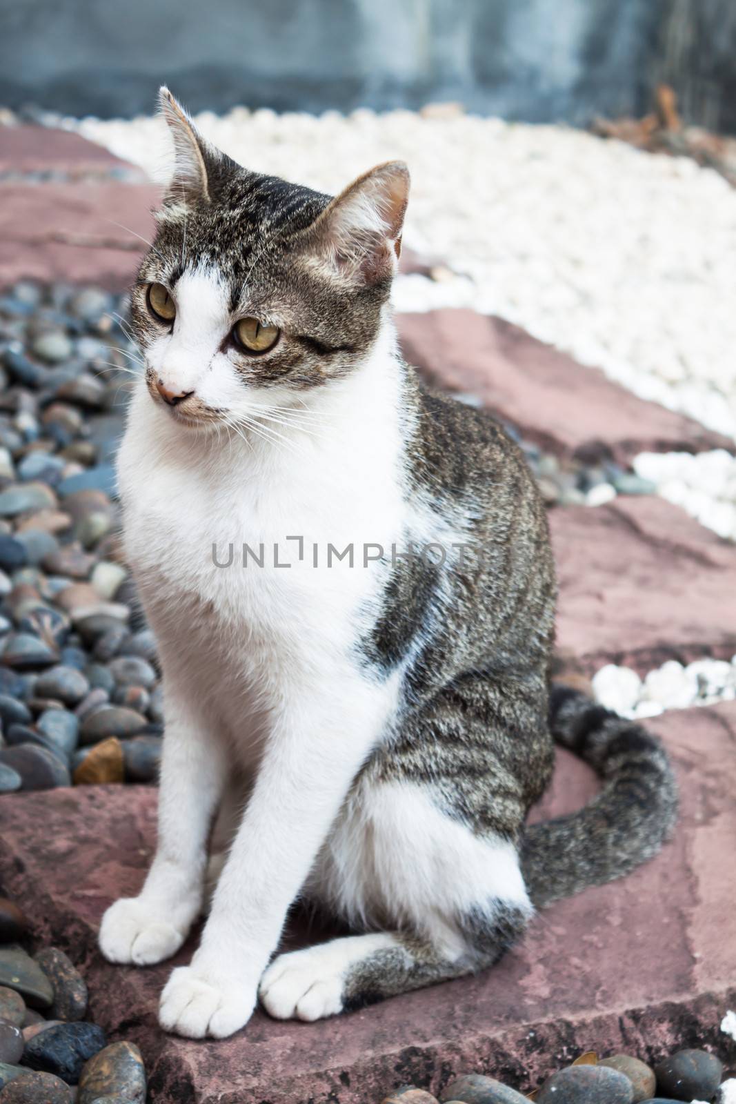 Siamese cat sitting on the rock by punsayaporn