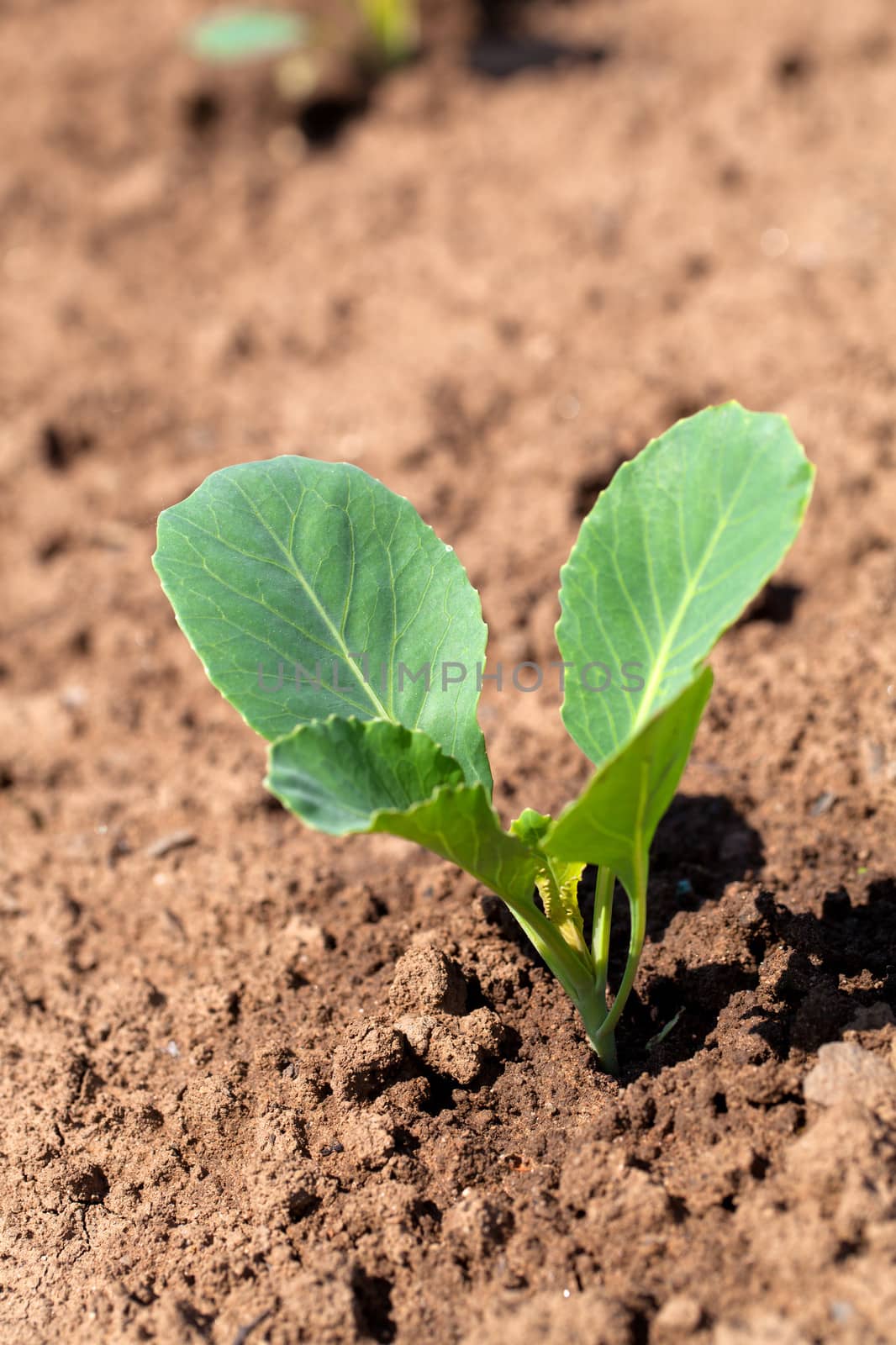 Closeup of a row of cabbage seedlings on the ground by motorolka