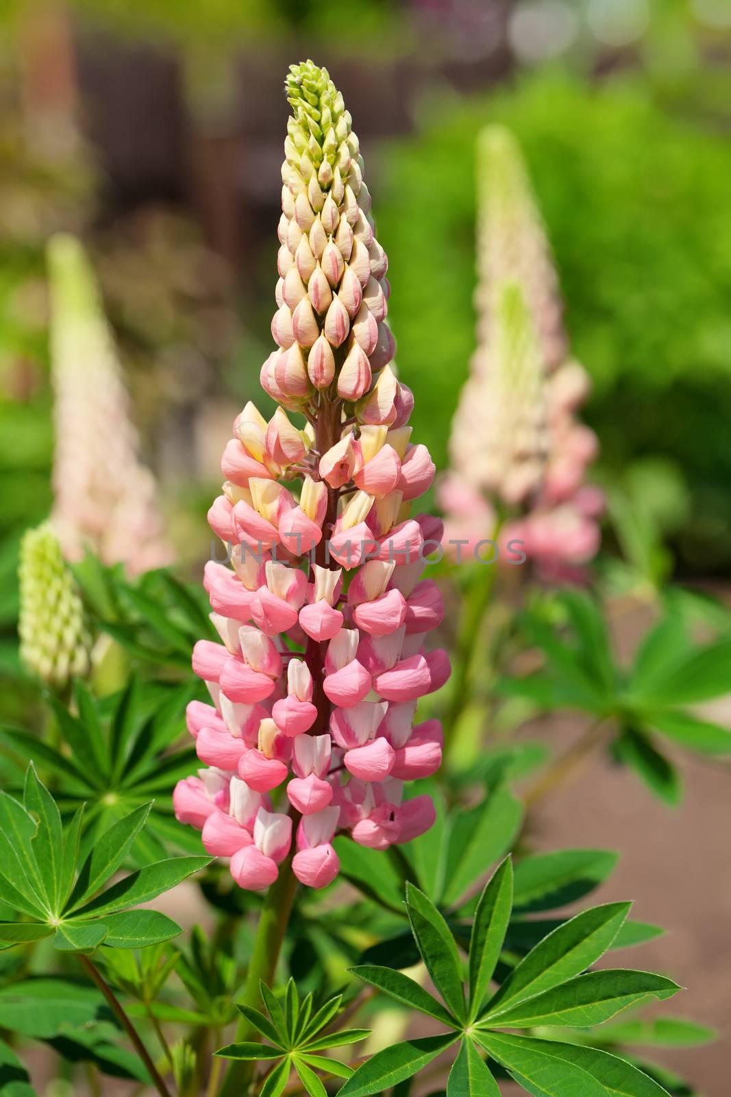 Rare pink Lupin flower (Lupinus)