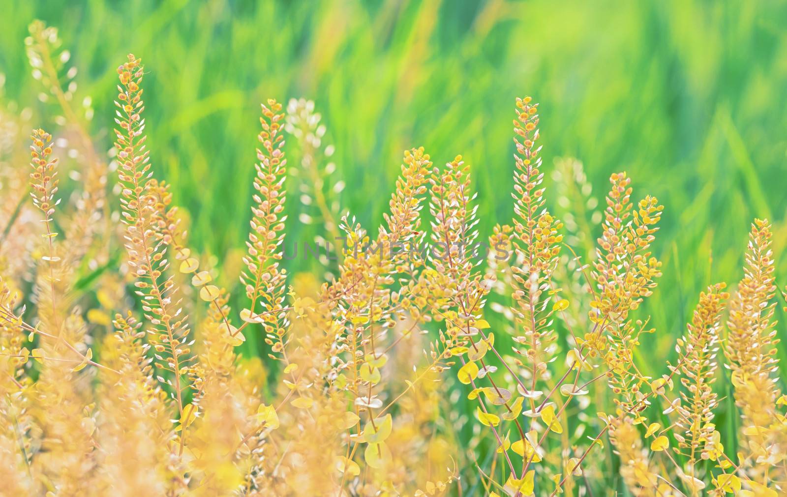 Field of grass during sunset in summer