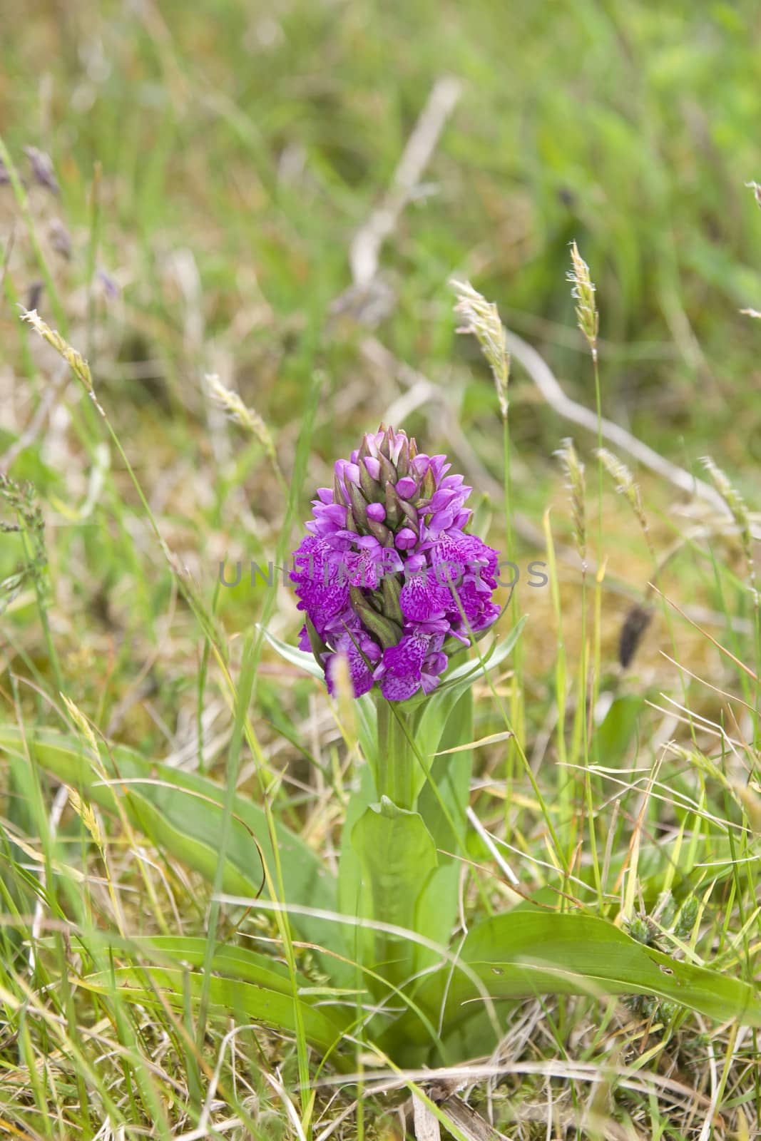 Wild orchid close-up on the Knockanore hill in Ballybunion county Kerry Ireland