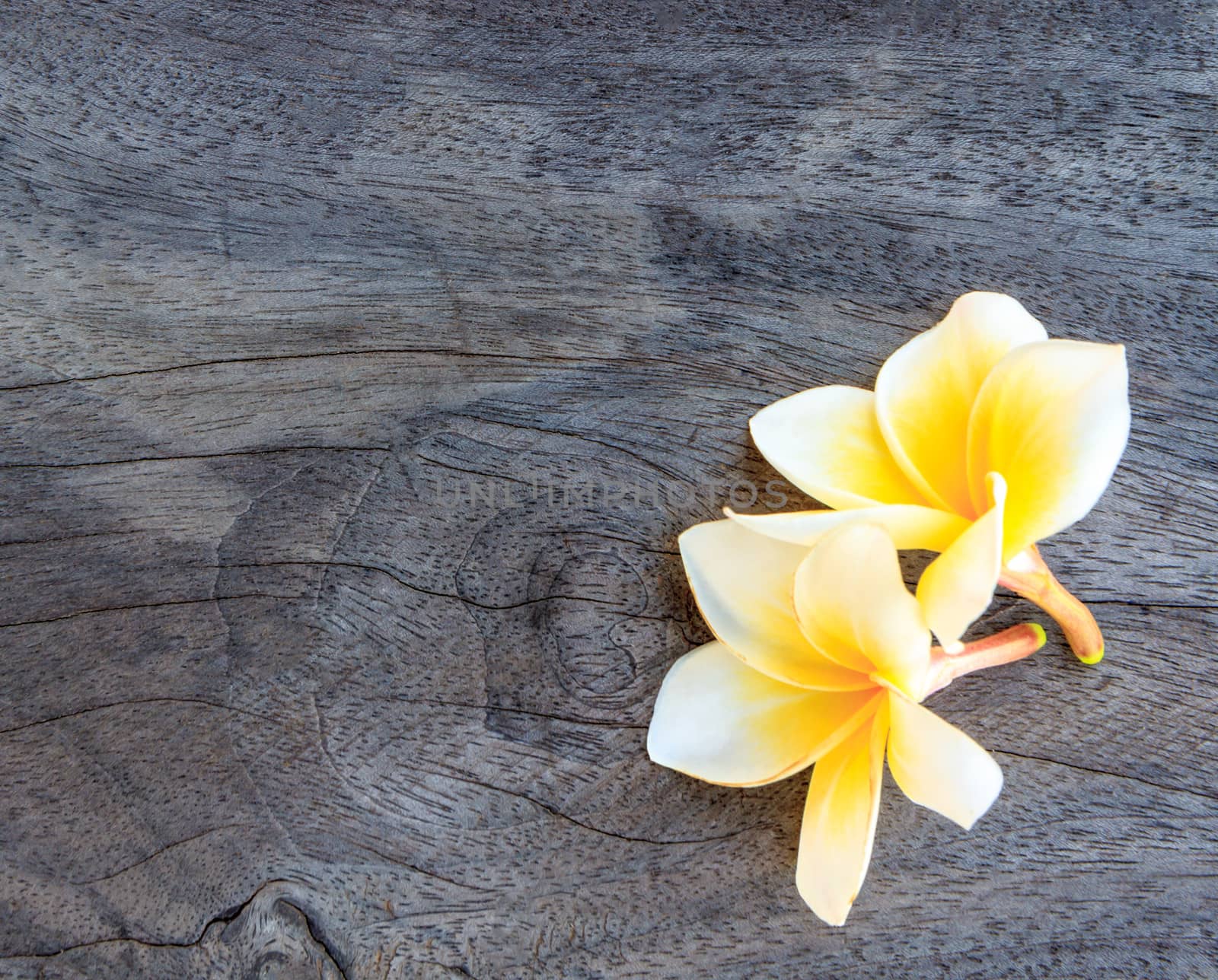 white frangipani on old wood background