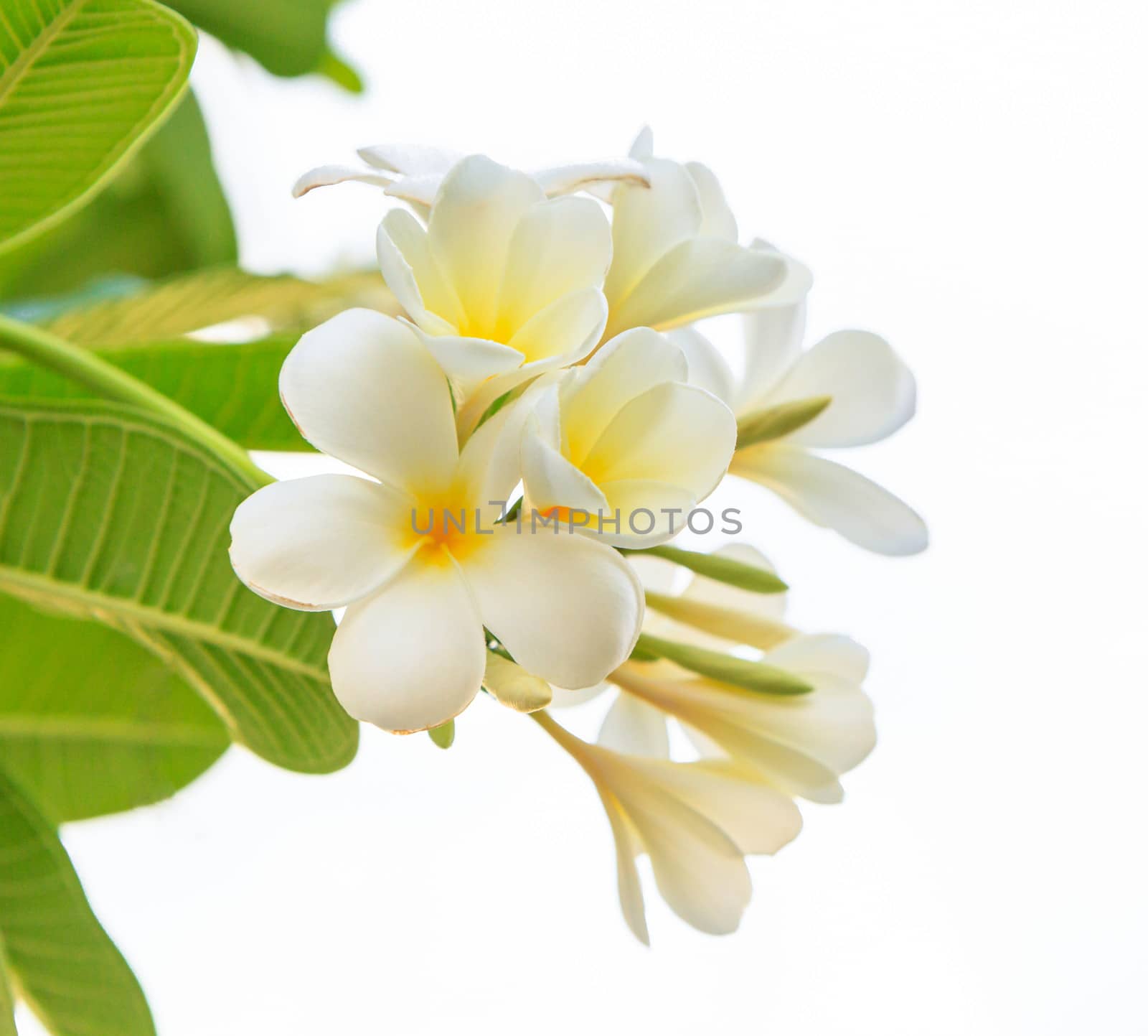white frangipani  on white background by bunwit