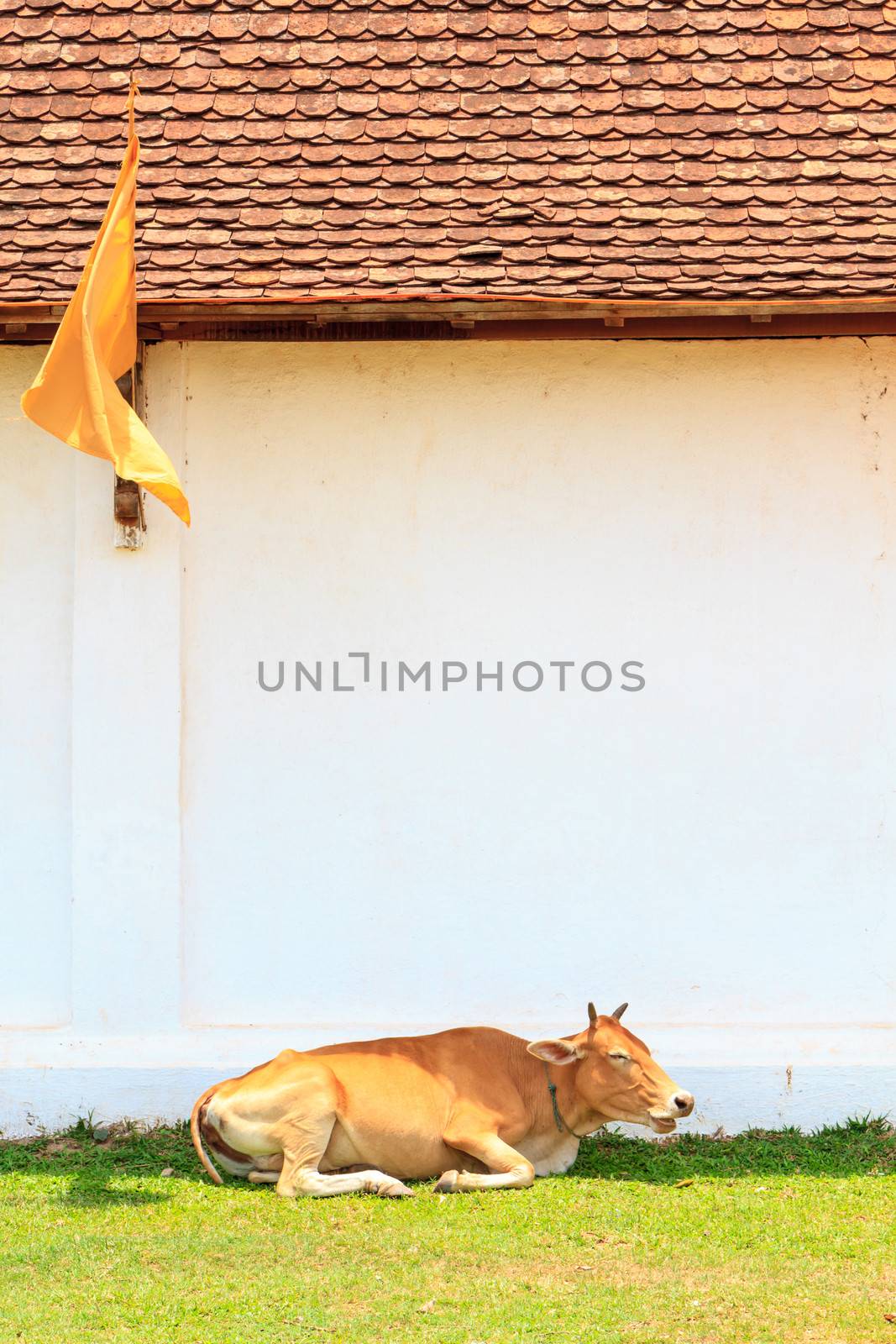 Cow sit on grass near wall at Ing Hang Stupa in Savannakhet, Laos