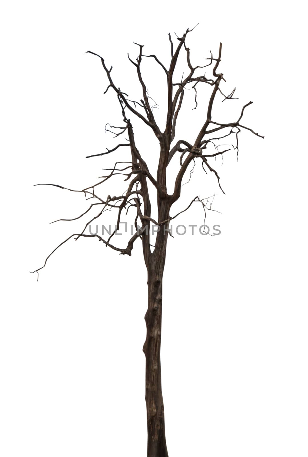 Dead and dry tree isolated on white background