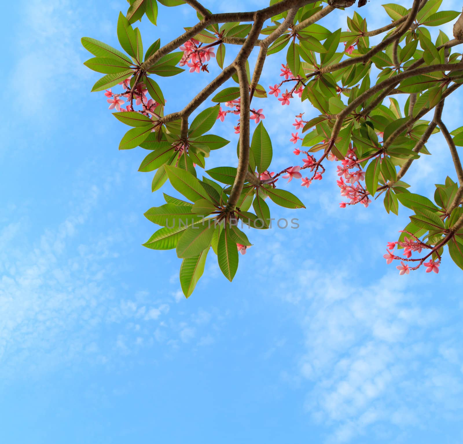 Pink frangipani in blue sky