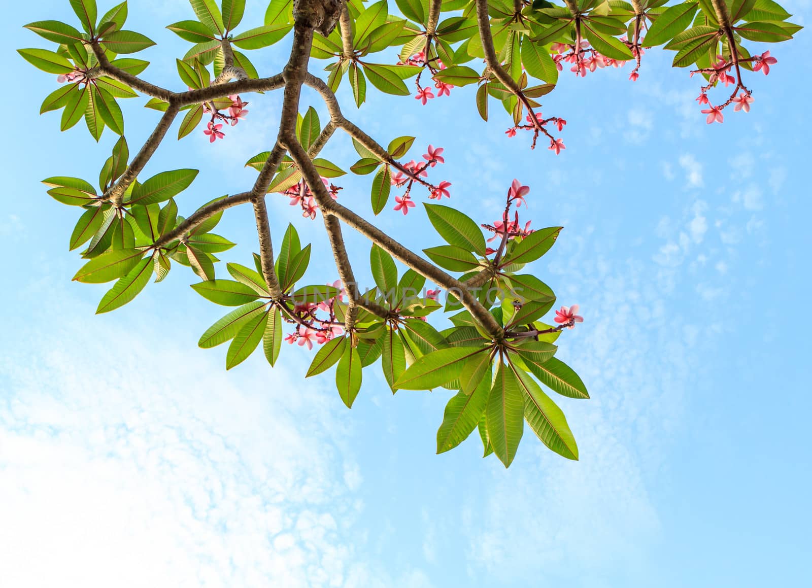 Pink frangipani in blue sky