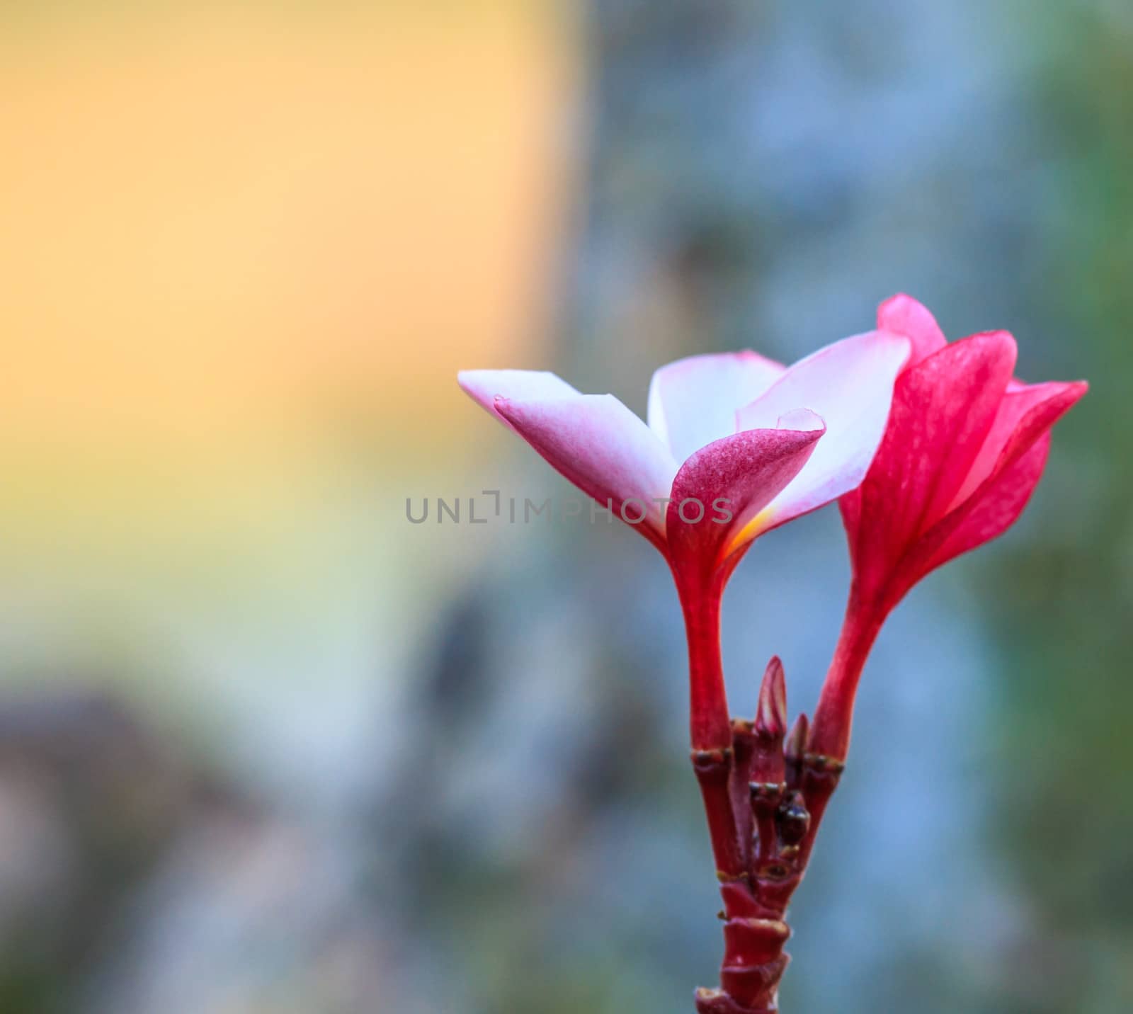 Pink frangipani by bunwit
