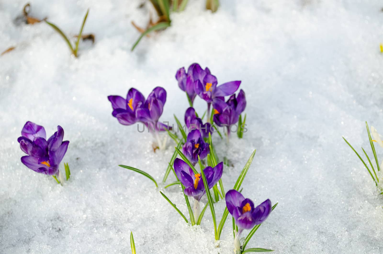 bunch blue saffron crocus first spring flower bloom closeup between last snow.