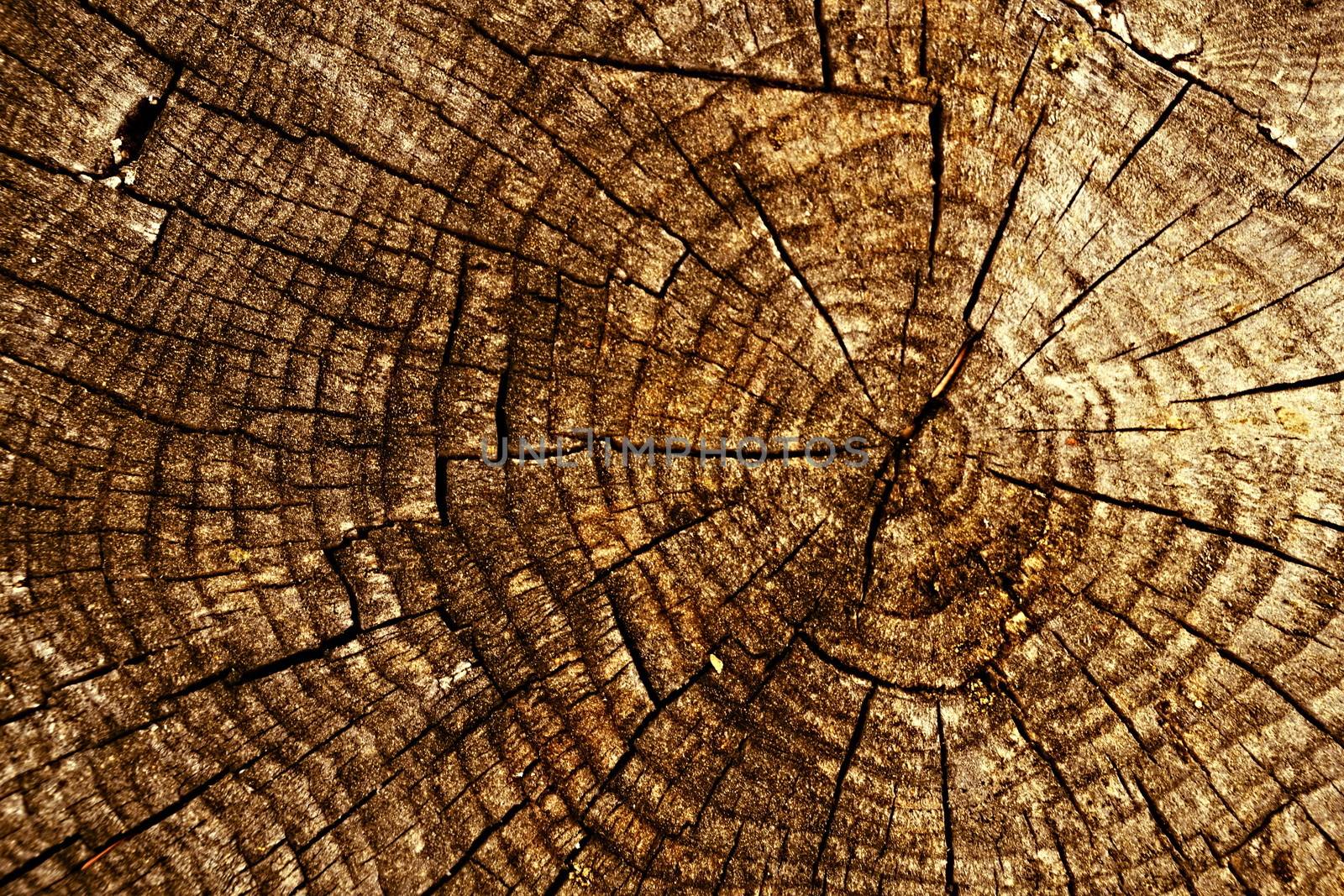 background or texture spruce stump brown color