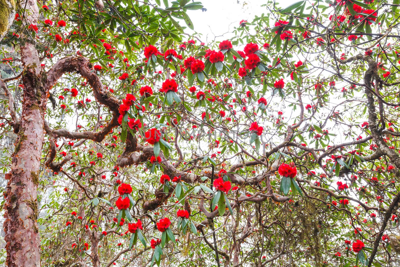 Rhododendron plants are the Himalayas, on the mountain Kanchenjunga Nation Park, India