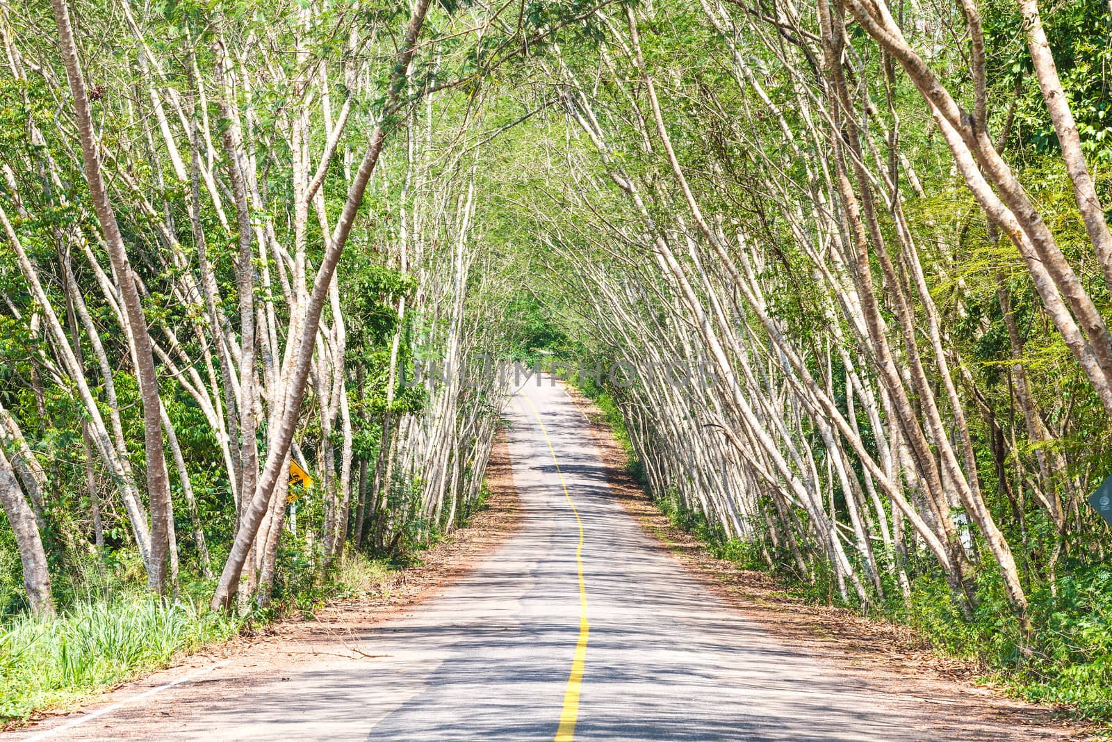 The road through the National Park, Thailand.