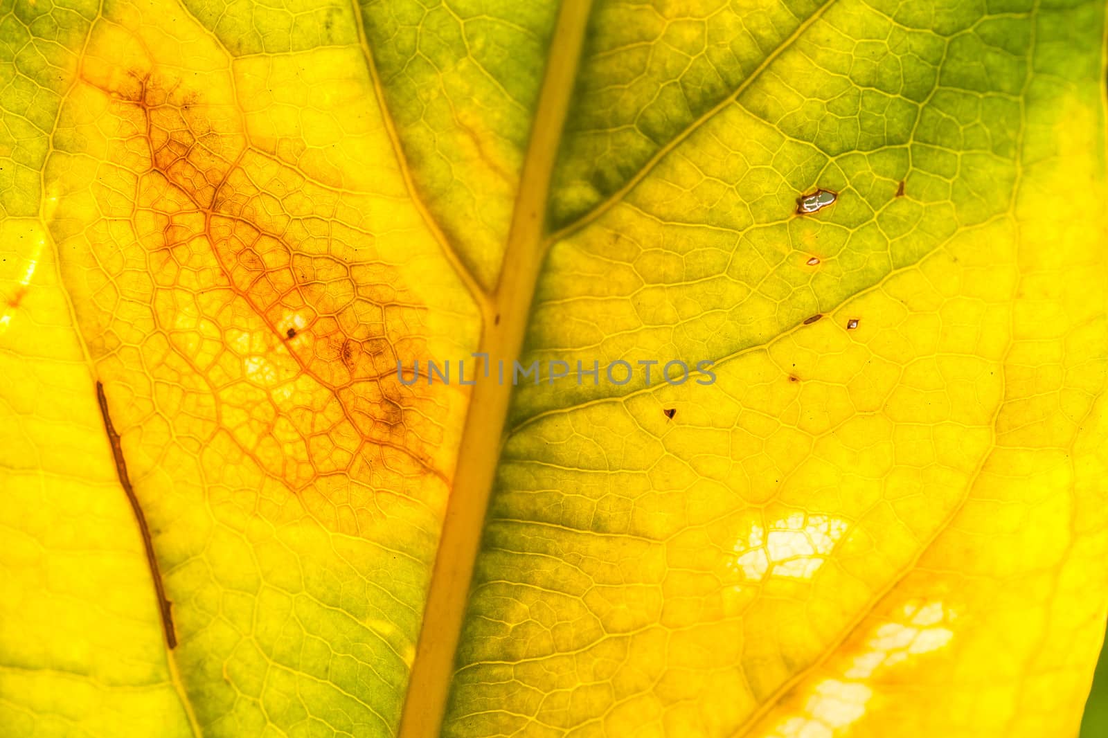 Dried yellow leaves close up  by jame_j@homail.com