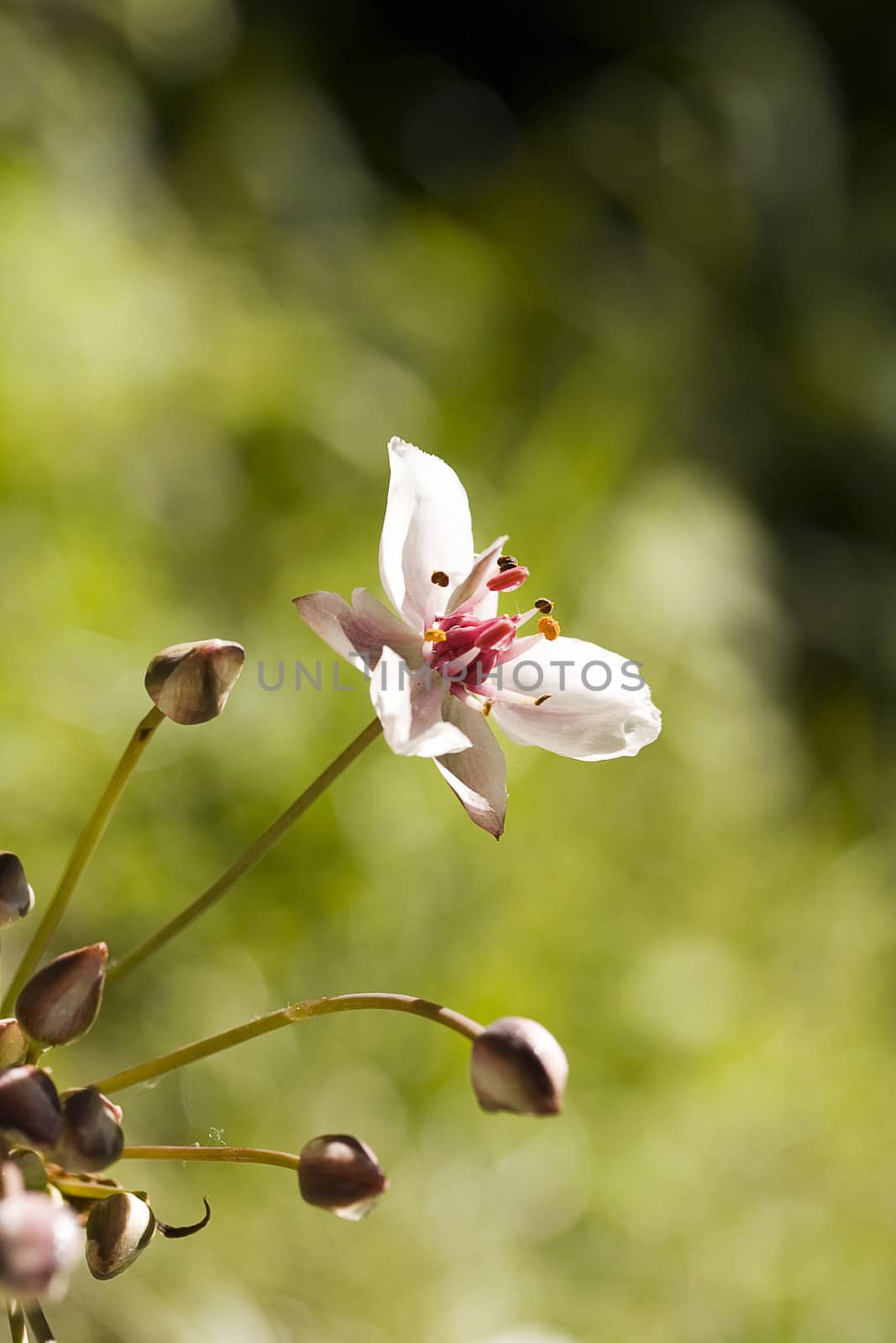 Beautiful spring background wild flower.