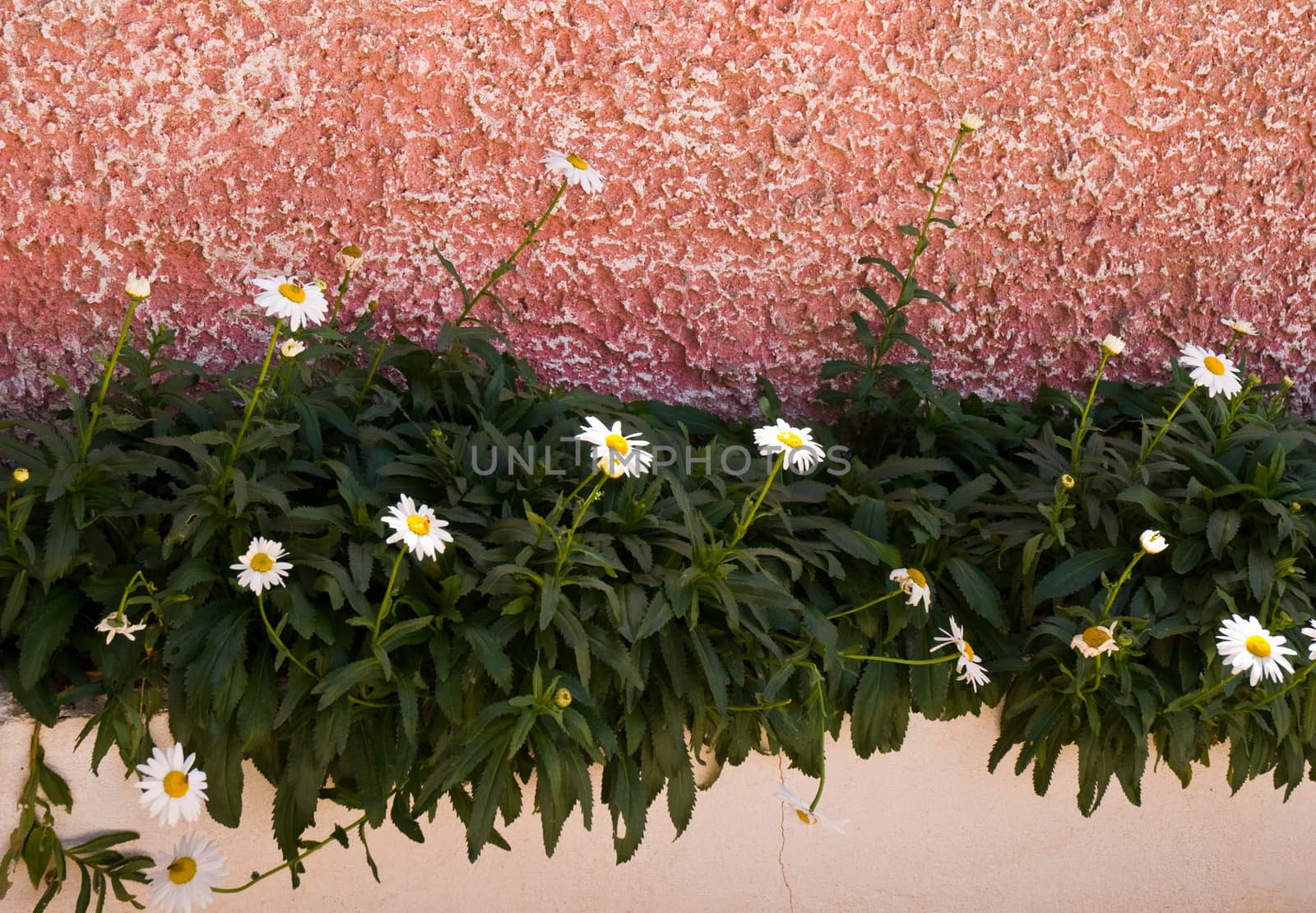 Pot with white daisies on the wall.
