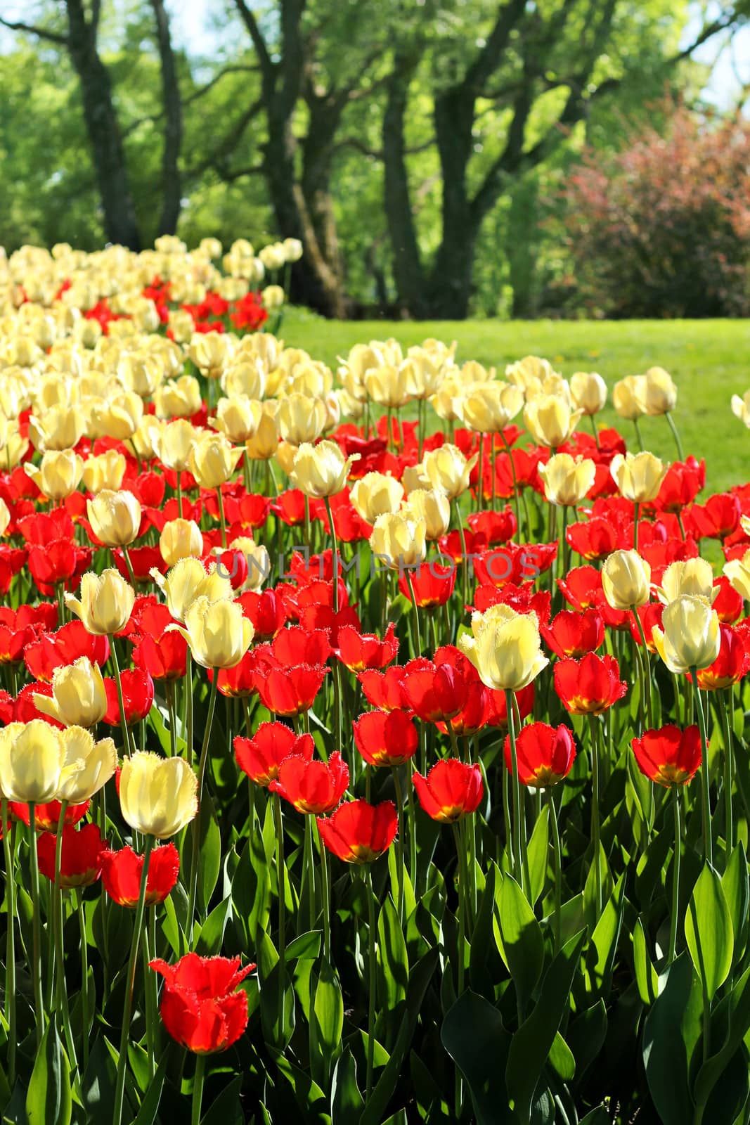 Red and light yellow tulips garden by anterovium