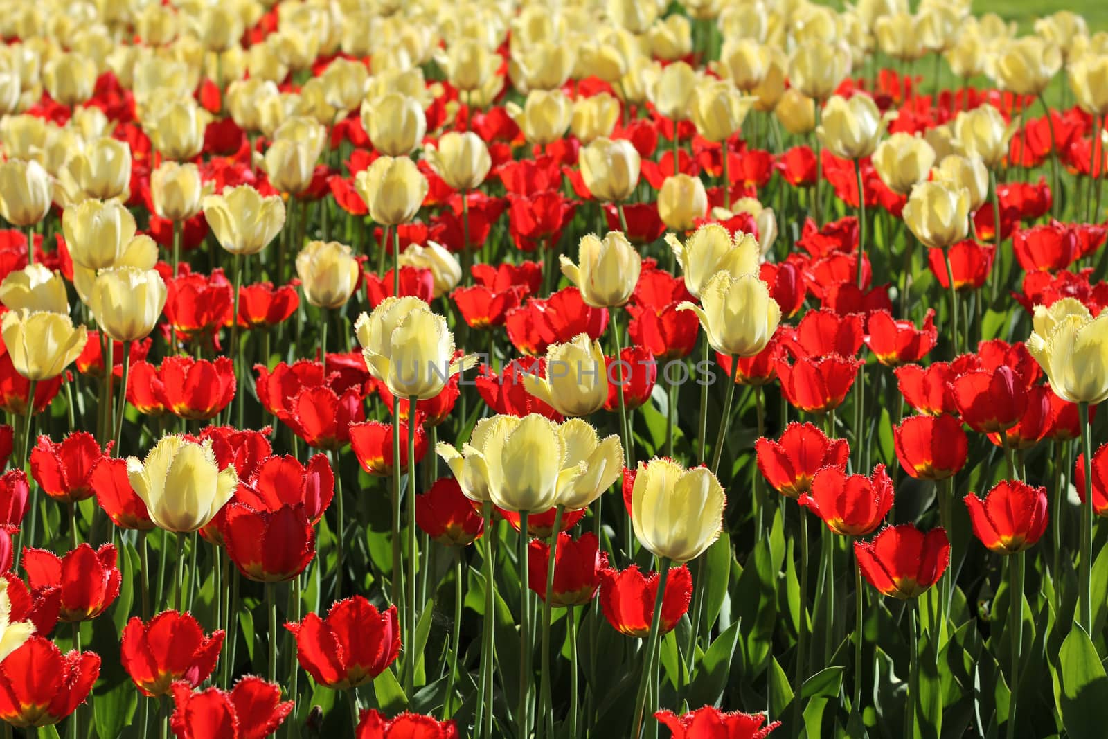 Red and natural white tulips field by anterovium