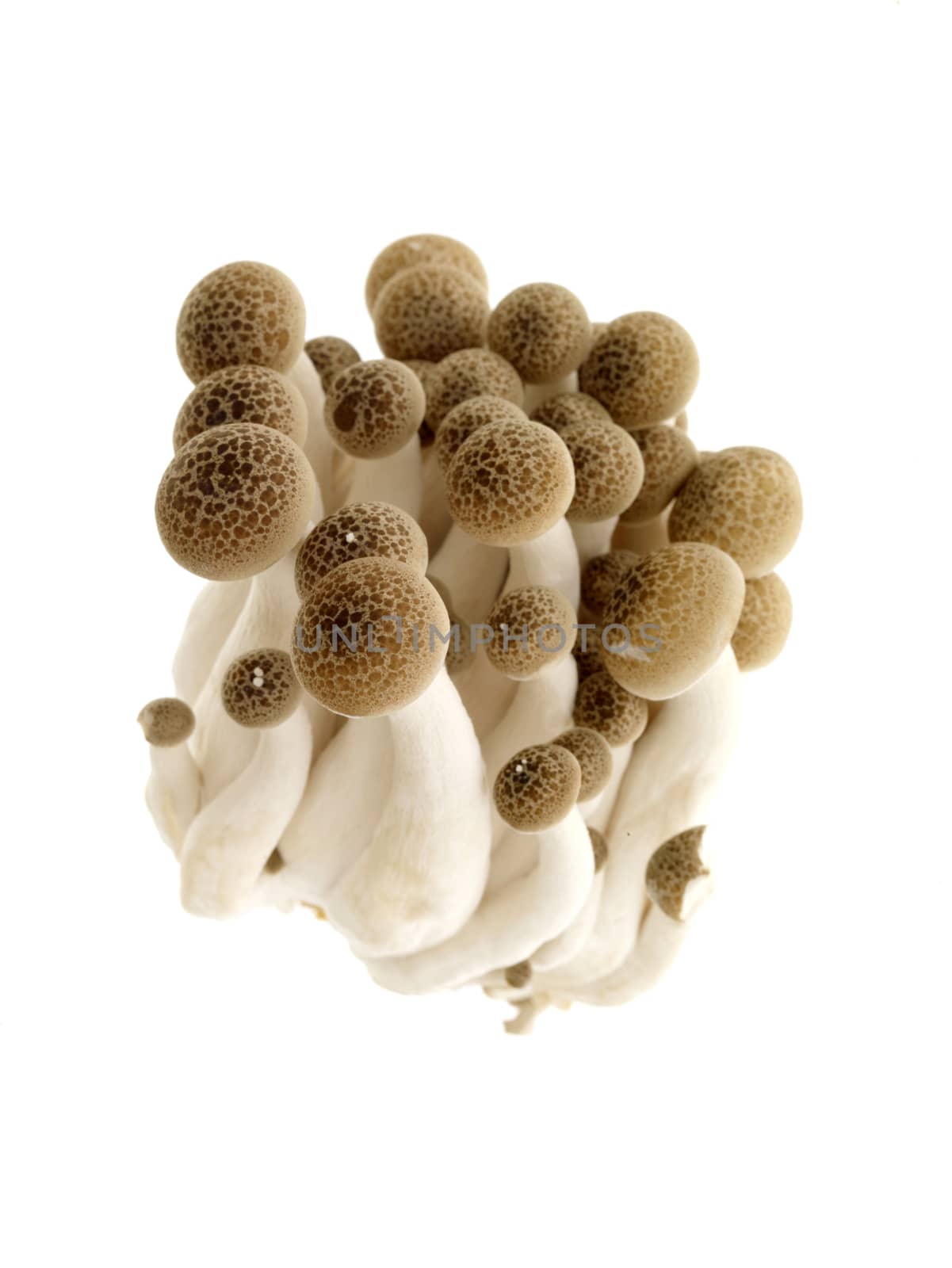 Hon-Shimeji Mushrooms by Whiteboxmedia