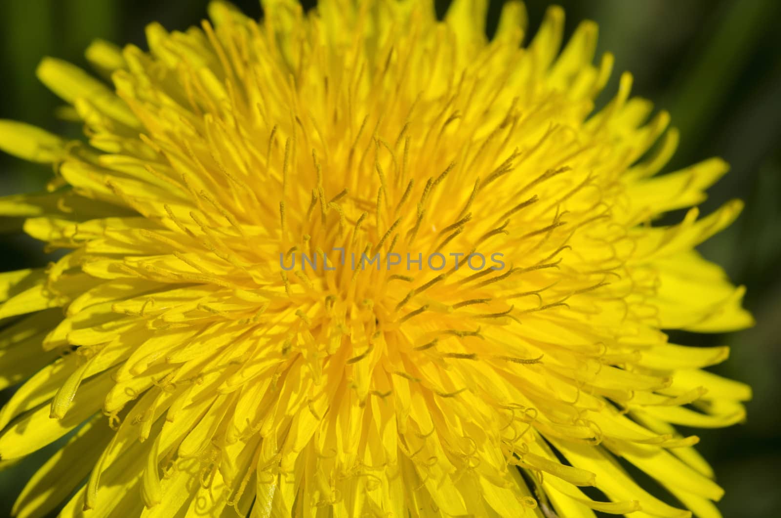 Yellow dandelion flower background by Arrxxx