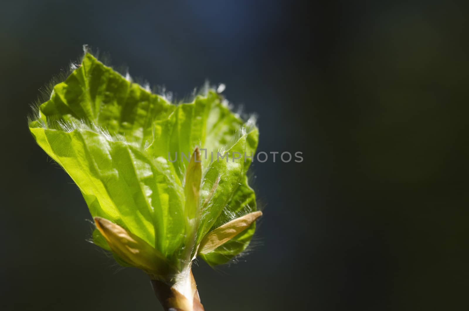 Green Leaf Background of a Beech Tree in spring