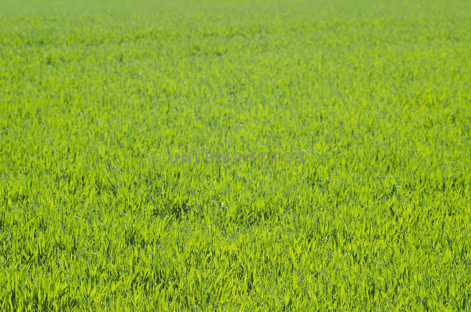 Perfect green grass background by Arrxxx