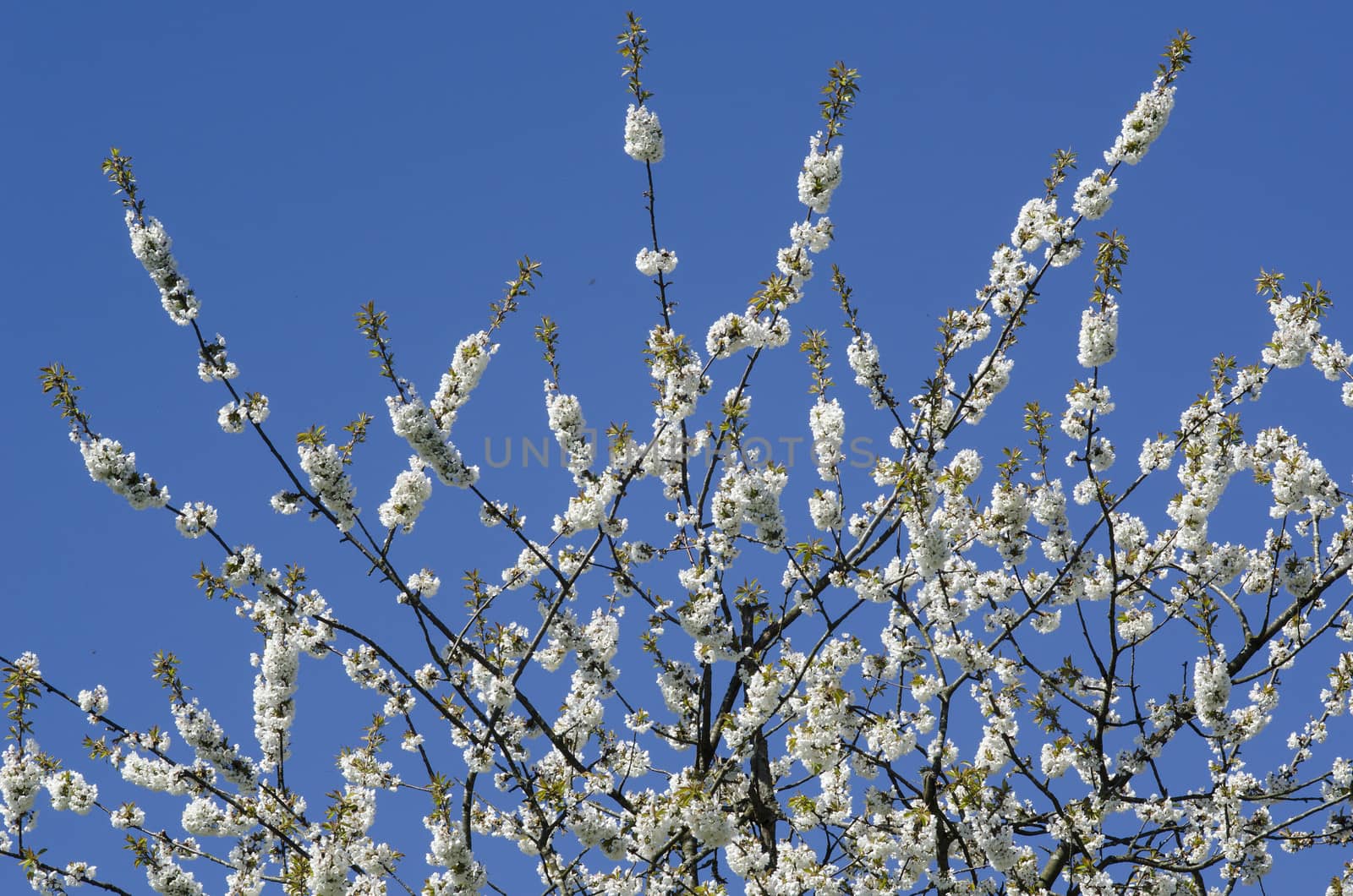 Blooming cherry tree in spring with blue sky in background