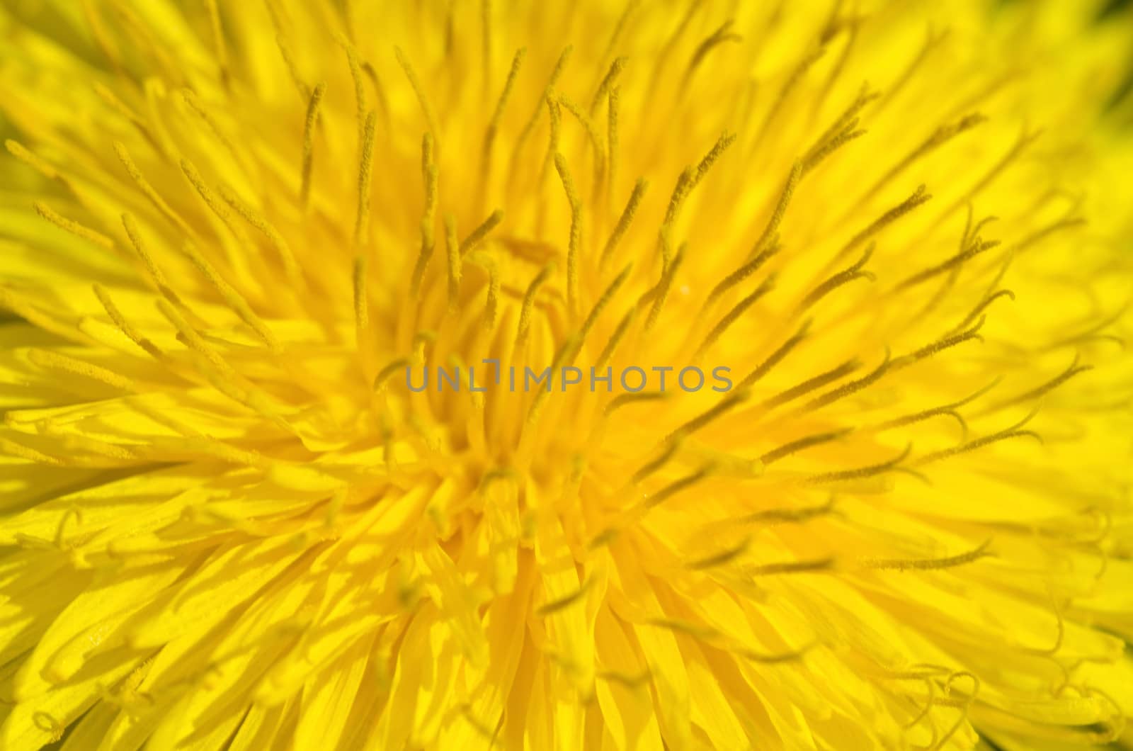 Background and closeup of a yellow dandelion flower
