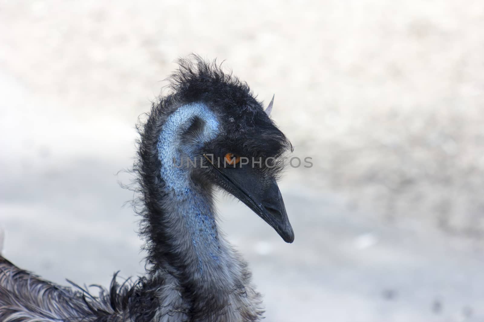 Australian Emu by Vladimir