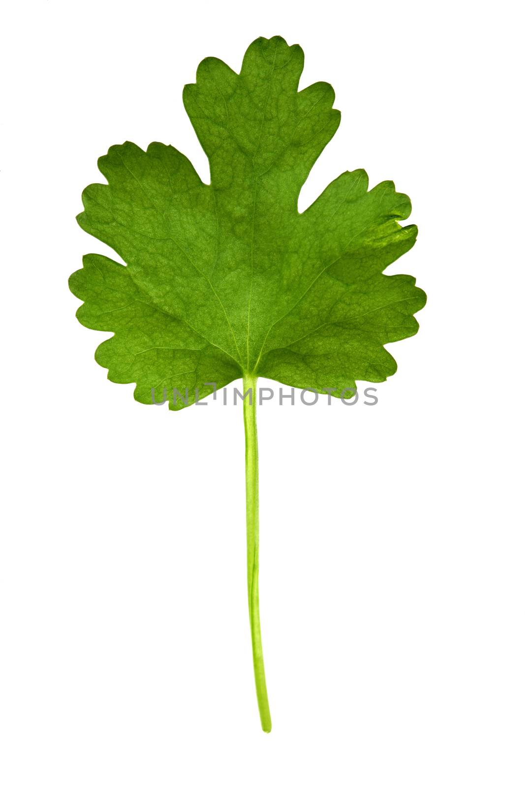 Coriander Leaf