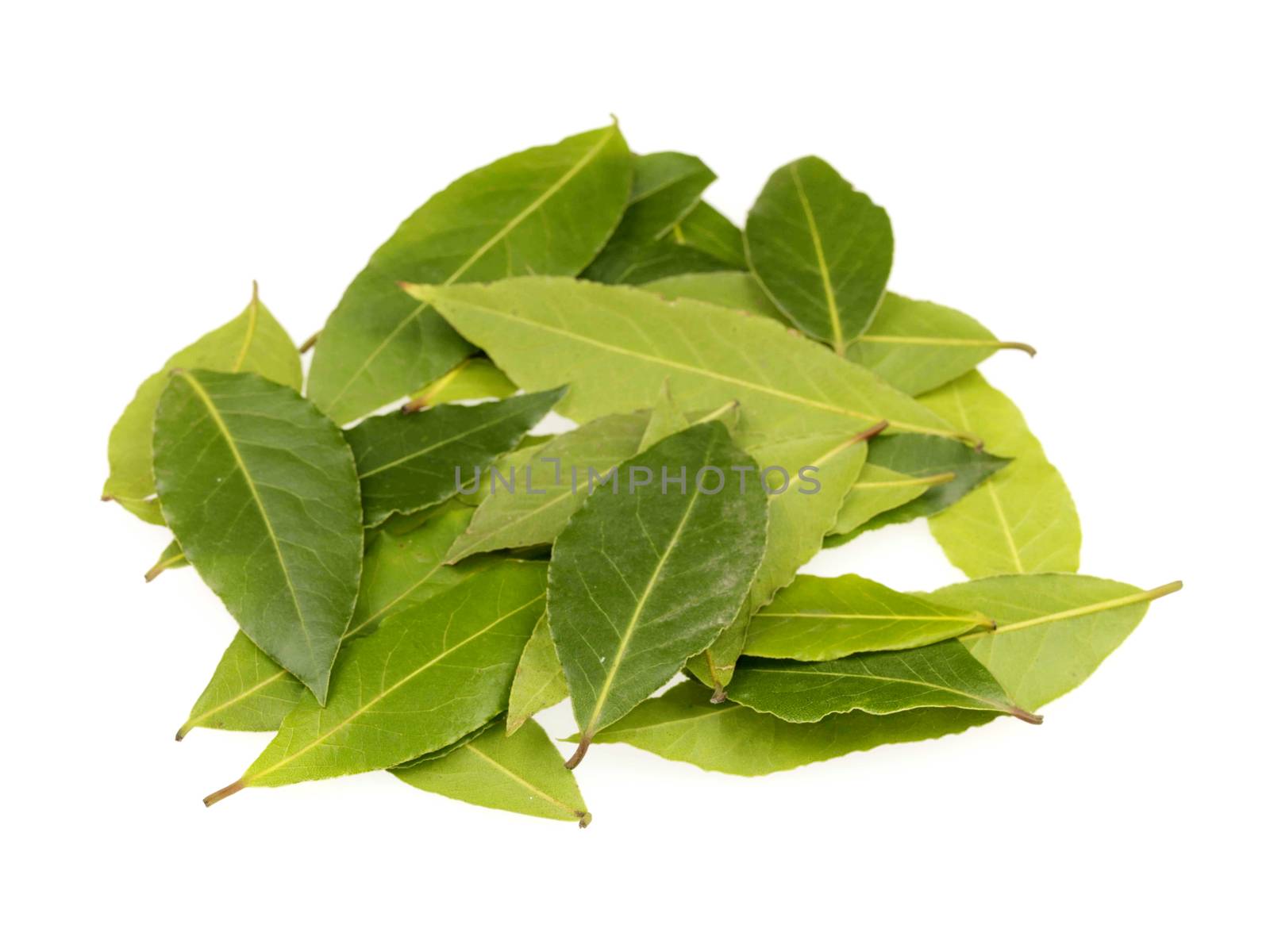 Bay Leaves by Whiteboxmedia