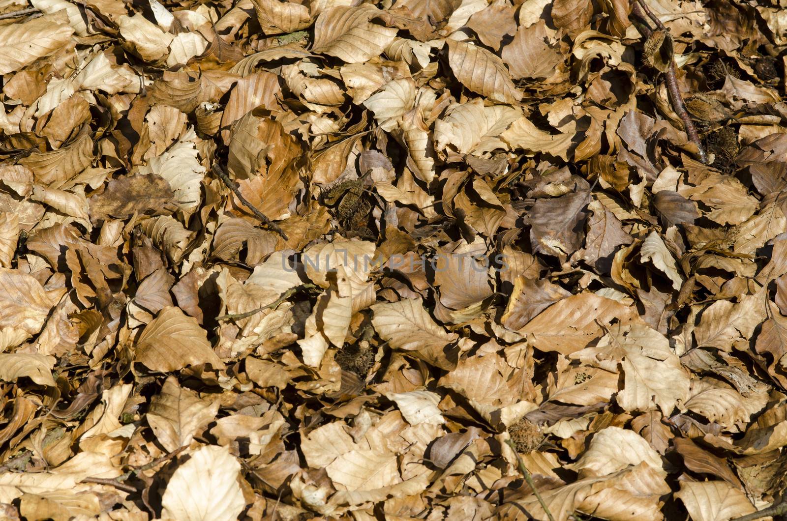 Abstract natural background with dry beech leaves