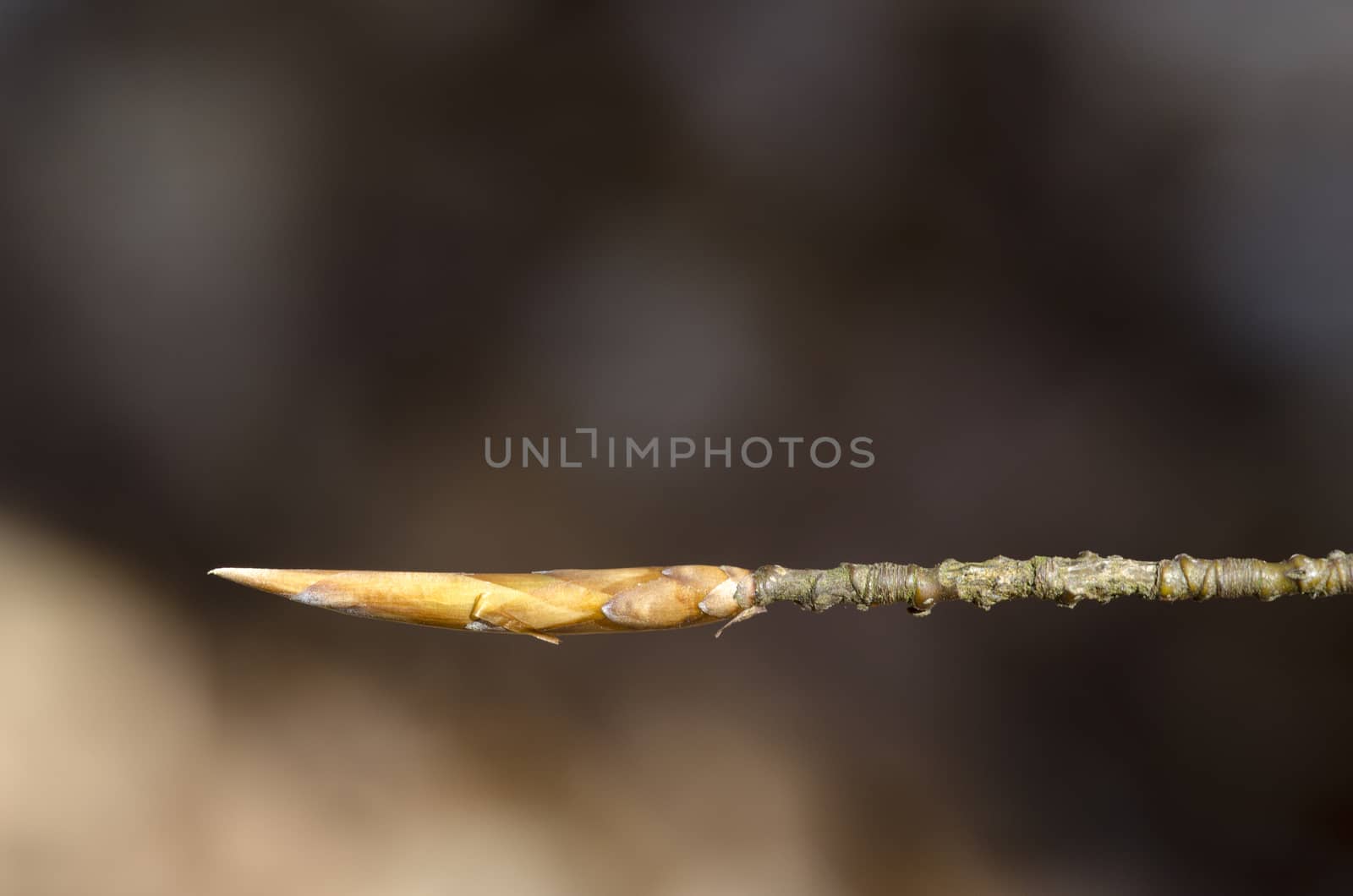 Bud of a beech tree in spring