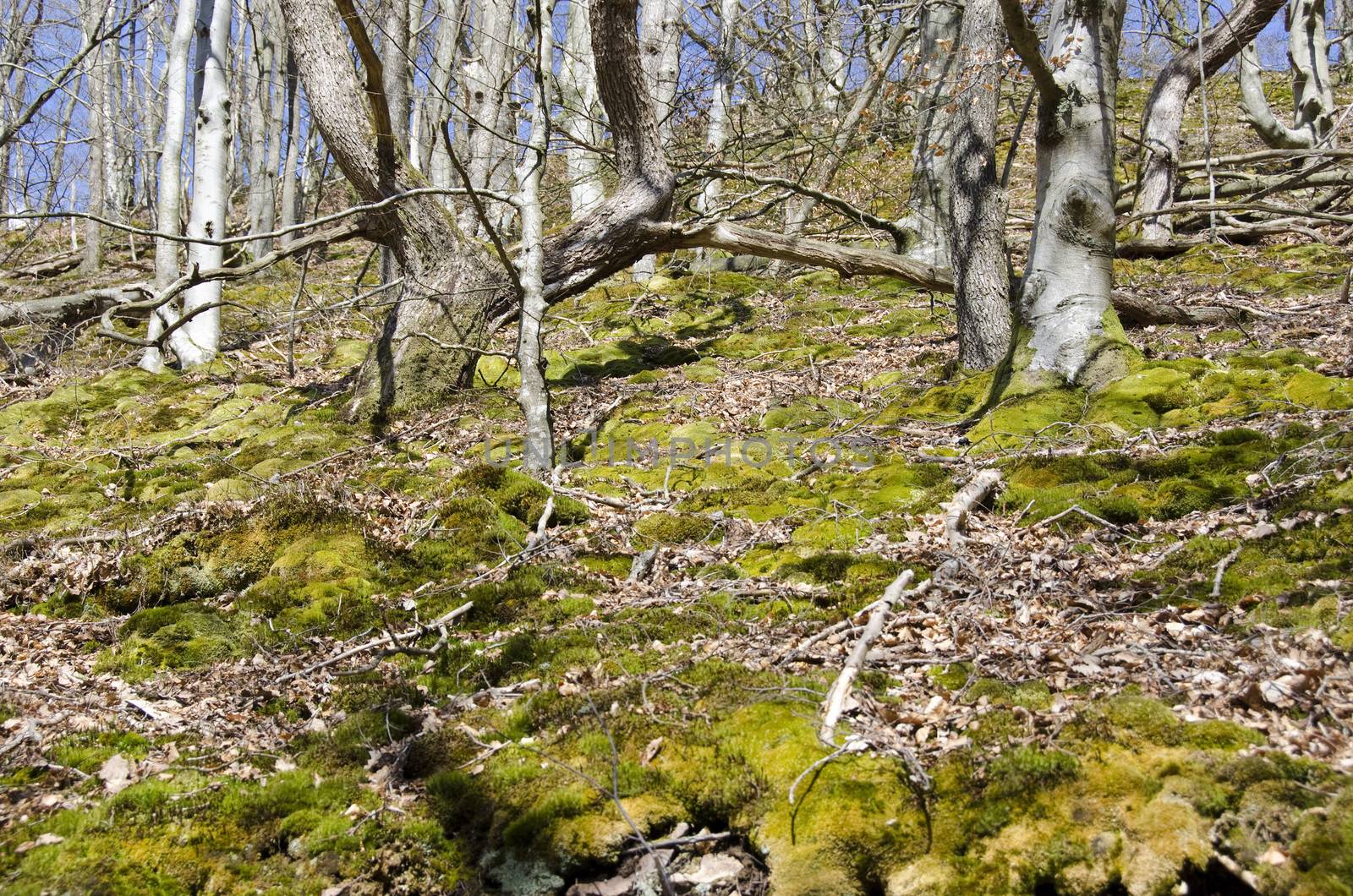 Swedish beech forest and green moss in winter