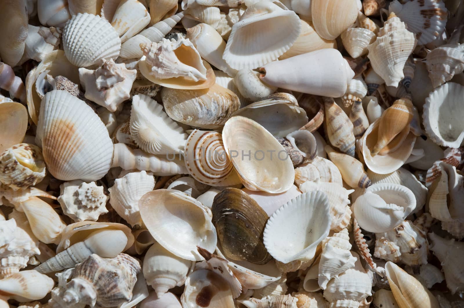 Seashells . by LarisaP
