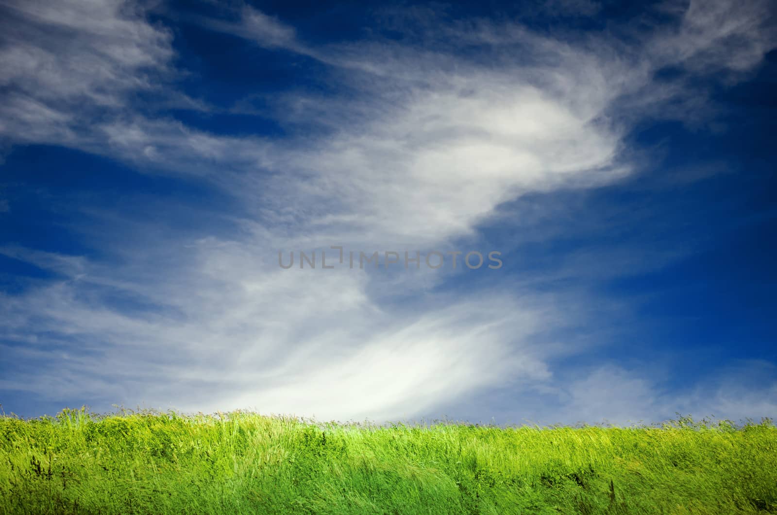 Beautiful landscape with green grass lawn and slightly cloudy blue sky