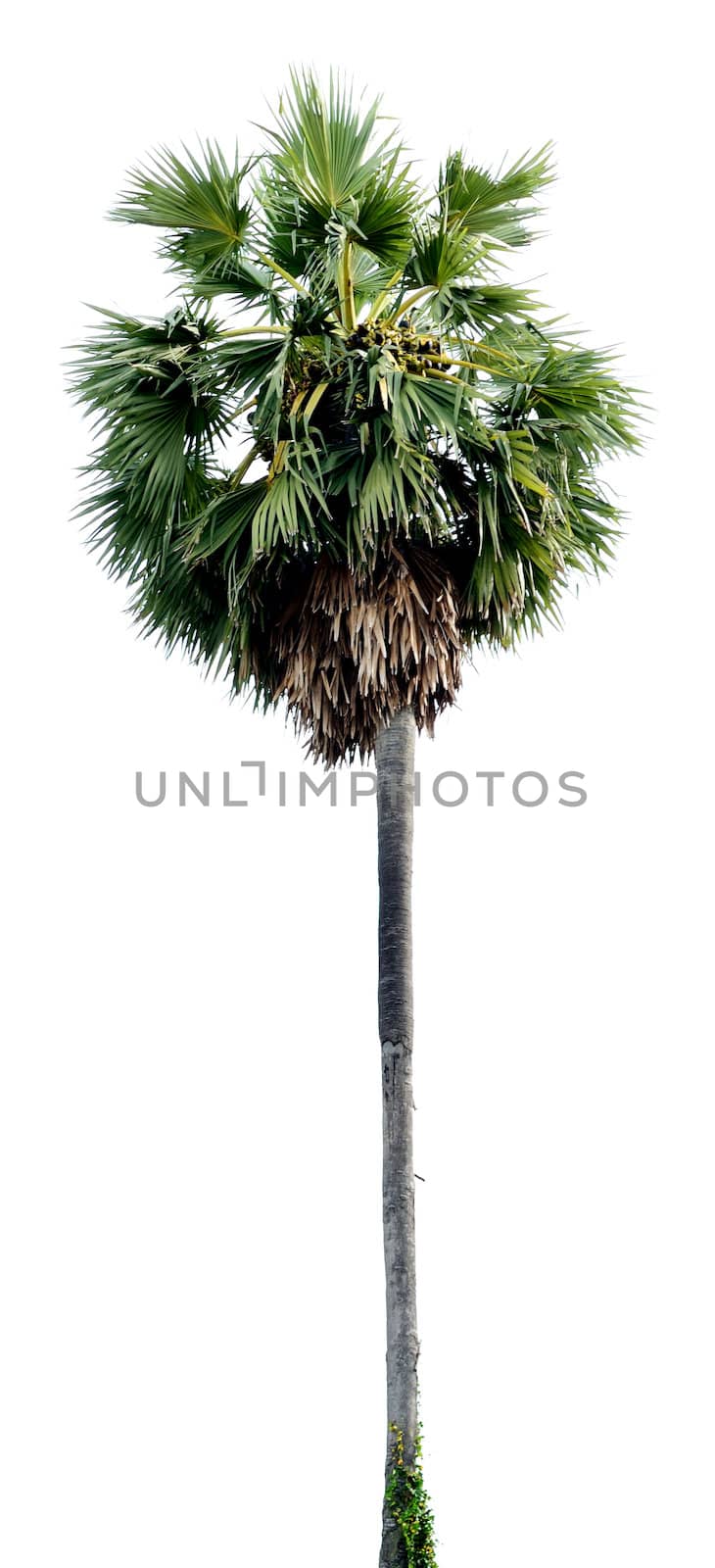 Palm tree isolated with white background