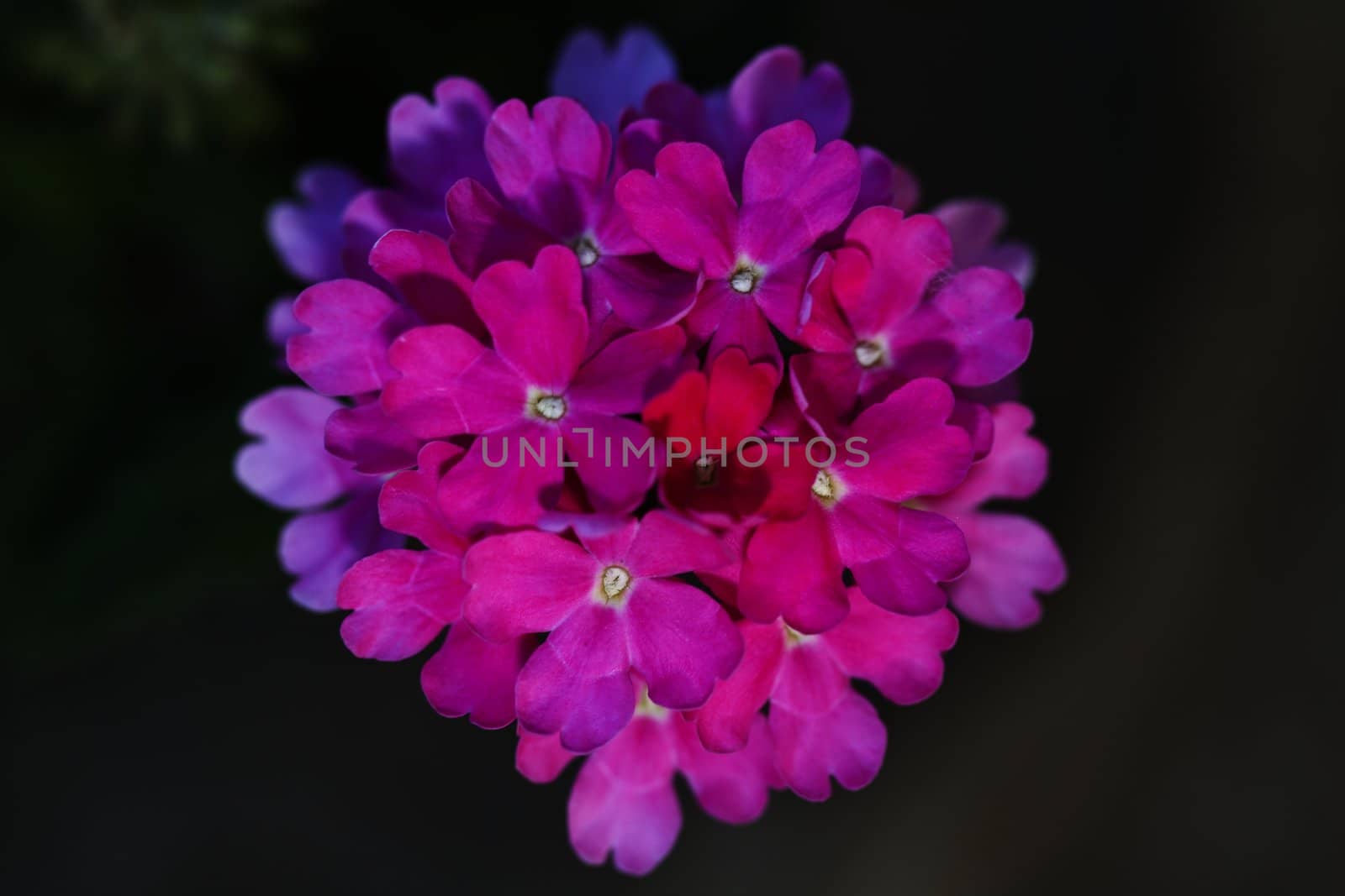 Close up shot of a beautiful pink wildflower.