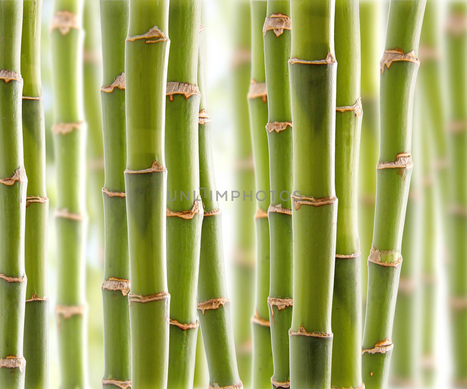 Beautiful fresh green bamboo jungle
